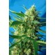 ICE COOL AUTO * SWEET SEEDS FEMINIZED 5 SEMI 