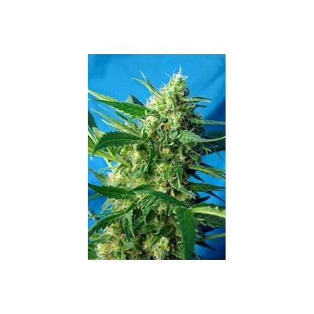 ICE COOL AUTO * SWEET SEEDS FEMINIZED 5 SEMI 