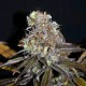 CRITICAL MASS * CBD- CREW SEEDS 5 SEMI FEM