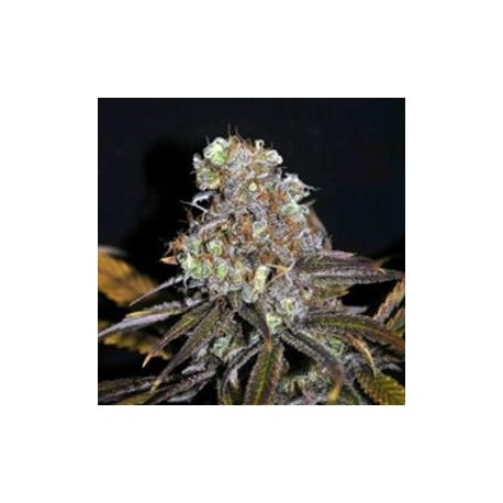 CRITICAL MASS * CBD- CREW SEEDS 5 SEMI FEM