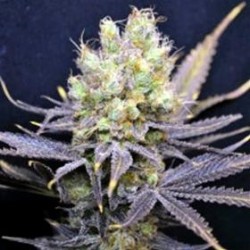 NORDLE * CBD- CREW SEEDS 5 SEMI FEM