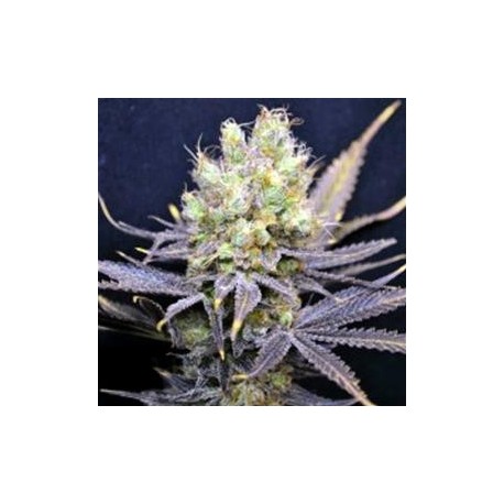 NORDLE * CBD- CREW SEEDS 5 SEMI FEM