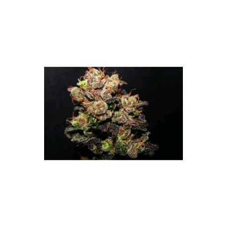 ICER * R-KIEM SEEDS 1 SEME FEM 