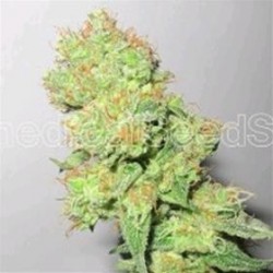 Y GRIEGA CBD ( RATIO 1:1) * MEDICAL SEEDS FEM 3 SEMI 