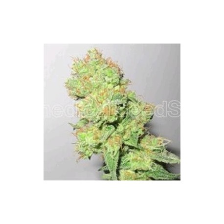 Y GRIEGA CBD ( RATIO 1:1) * MEDICAL SEEDS FEM 3 SEMI 