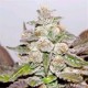 MENDOCINO PURPLE KUSH * MEDICAL SEEDS FEM 3 SEMI 