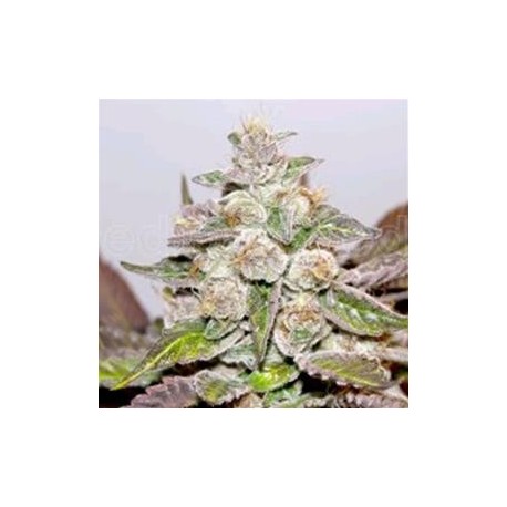 MENDOCINO PURPLE KUSH * MEDICAL SEEDS FEM 3 SEMI 