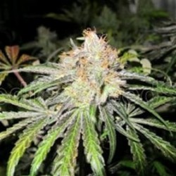 DEEP NEVILLE * MEDICAL SEEDS 10 SEMI REG