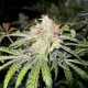 DEEP NEVILLE * MEDICAL SEEDS 20 SEMI REG