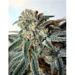 ZOMBIE KUSH* RIPPER SEEDS 3 SEMI FEM 