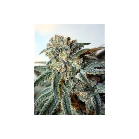 ZOMBIE KUSH* RIPPER SEEDS 3 SEMI FEM 