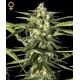 JACK HERER AUTO * GREEN HOUSE FEMINIZED 10 SEMI 