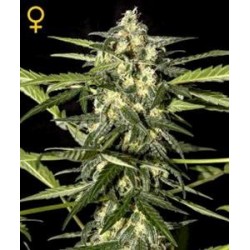 JACK HERER AUTO * GREEN HOUSE FEMINIZED 10 SEMI 