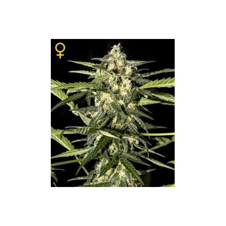 JACK HERER AUTO * GREEN HOUSE FEMINIZED 10 SEMI 