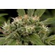 STRAWBERRY AMNESIA * DINAFEM SEEDS 3 SEMI FEM