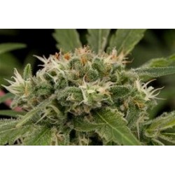 STRAWBERRY AMNESIA * DINAFEM SEEDS 3 SEMI FEM