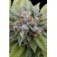 BUBBA KUSH * DINAFEM SEEDS 3 SEMI FEM