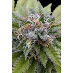 BUBBA KUSH * DINAFEM SEEDS 3 SEMI FEM