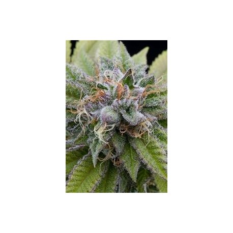 BUBBA KUSH * DINAFEM SEEDS 3 SEMI FEM