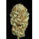 BLUE KUSH * DINAFEM SEEDS 5 SEMI FEM