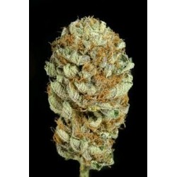 BLUE KUSH * DINAFEM SEEDS 5 SEMI FEM