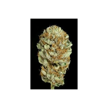 BLUE KUSH * DINAFEM SEEDS 5 SEMI FEM