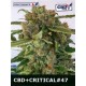 CBD+CRITICAL 47 * POSITRONICS FEMINIZED 1 SEME FEM 