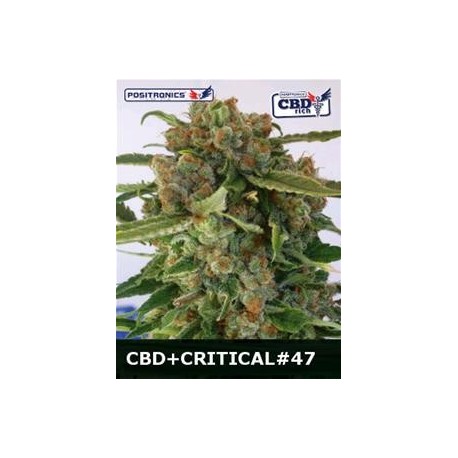 CBD+CRITICAL 47 * POSITRONICS FEMINIZED 1 SEME FEM 