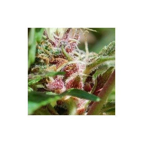 RED PURPS* FEMALE SEEDS 4 SEMI FEM