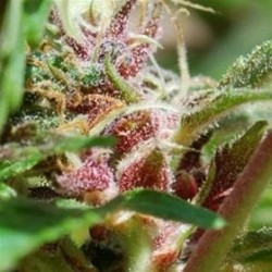 RED PURPS* FEMALE SEEDS 10 SEMI FEM