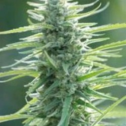 PURE AFRICA* ORIGINAL SENSIBLE SEED 5 SEMI FEM