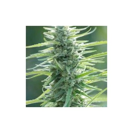 PURE AFRICA* ORIGINAL SENSIBLE SEED 5 SEMI FEM