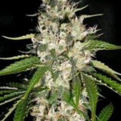 BLACK GUM* ORIGINAL SENSIBLE SEED 1 SEME FEM