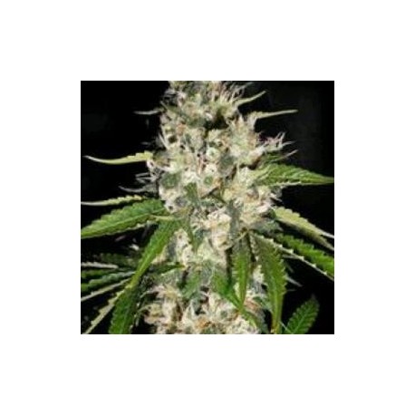 BLACK GUM* ORIGINAL SENSIBLE SEED 1 SEME FEM