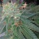 BLUEBERRY GHOST OG * ORIGINAL SENSIBLE SEED 1 SEME FEM