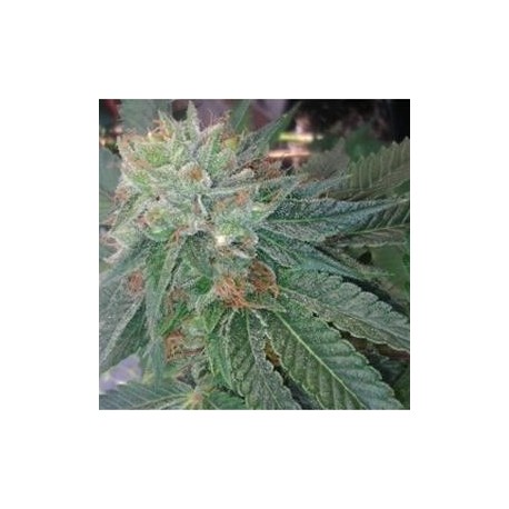 BLUEBERRY GHOST OG * ORIGINAL SENSIBLE SEED 1 SEME FEM