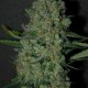 CHRONIC LIGHTS* ORIGINAL SENSIBLE SEED 1 SEME FEM