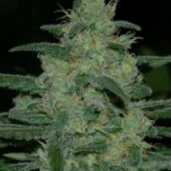 PURE KUSH* ORIGINAL SENSIBLE SEED 1 SEME FEM 