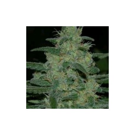 PURE KUSH* ORIGINAL SENSIBLE SEED 1 SEME FEM 