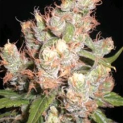 AUTO SKUNK * ORIGINAL SENSIBLE SEED 3 SEMI FEM