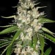 BLACK GUM* ORIGINAL SENSIBLE SEED 3 SEMI FEM