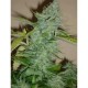 SKUNK AFGHANI* ORIGINAL SENSIBLE SEED 10 SEMI FEM