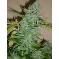 SKUNK AFGHANI* ORIGINAL SENSIBLE SEED 10 SEMI FEM