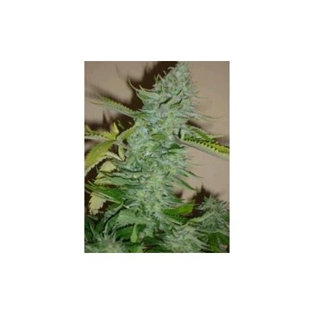 SKUNK AFGHANI* ORIGINAL SENSIBLE SEED 10 SEMI FEM