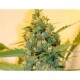 SUPER SOUR SKUNK *HORTILAB SEEDS 5 SEMI REG