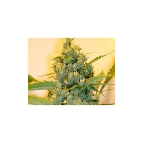 SUPER SOUR SKUNK *HORTILAB SEEDS 5 SEMI REG