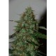 WILD THAILAND RYDER AUTO * WORLD OF SEEDS 3 SEMI FEM