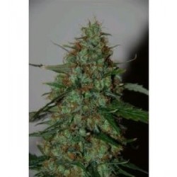 WILD THAILAND RYDER AUTO * WORLD OF SEEDS 3 SEMI FEM