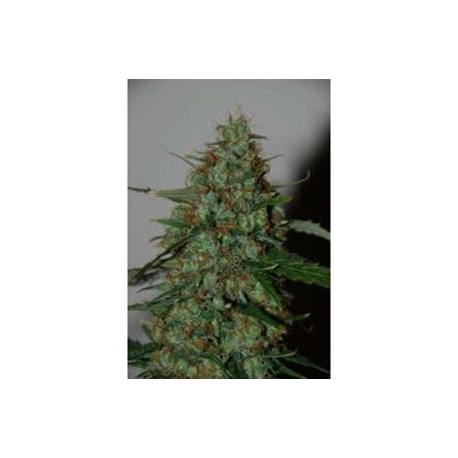 WILD THAILAND RYDER AUTO * WORLD OF SEEDS 3 SEMI FEM