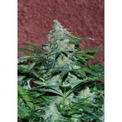 AMNESIA AUTO * WORLD OF SEEDS 3 SEMI FEM